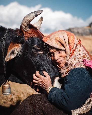 Une vieille dame et sa vache par Julien Romano