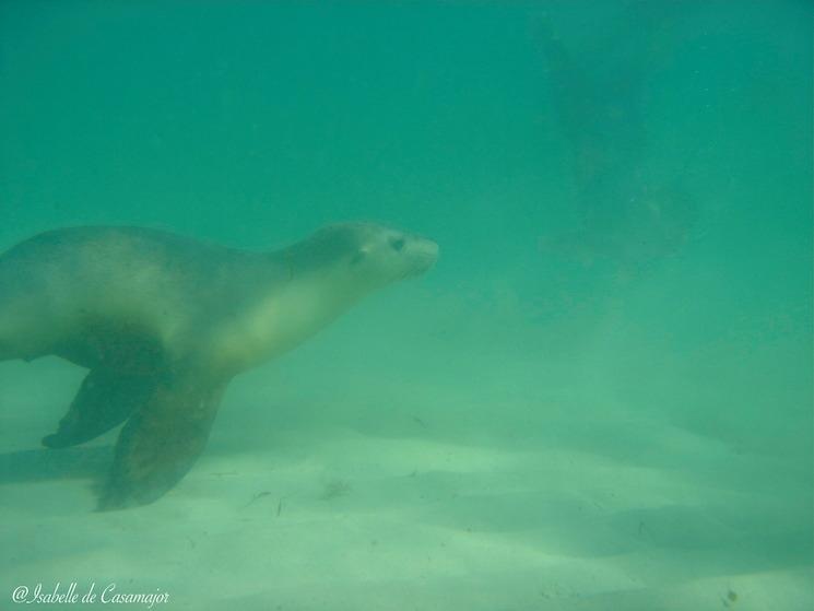 Jurien bay - Phoque