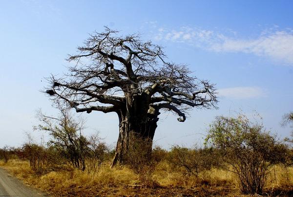 KRUGER, afrique du sud, safari, animaux, sauvages, savanne, tourisme, voyage, expatriés, petit journal, français, francophone