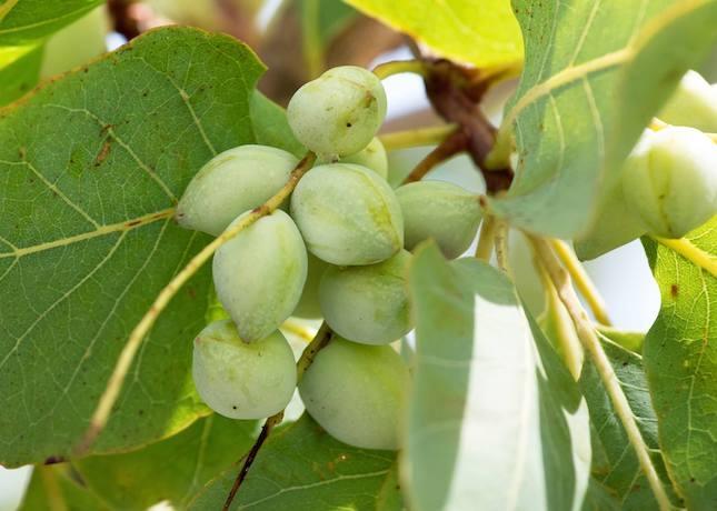 Kakadu plums