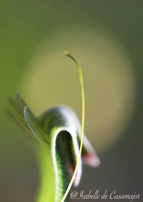 Kangaroo paw