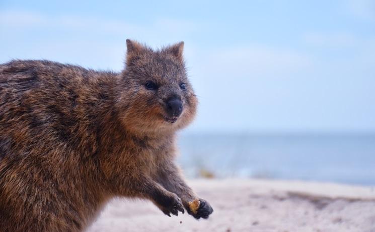 coronavirus australie