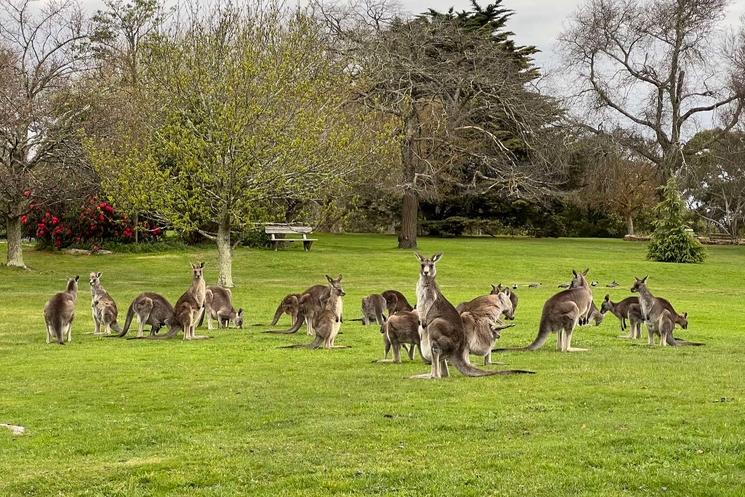 Kangourous dans Seawinds gardens à Arthurs Seat, sur la Peninsule de Mornington