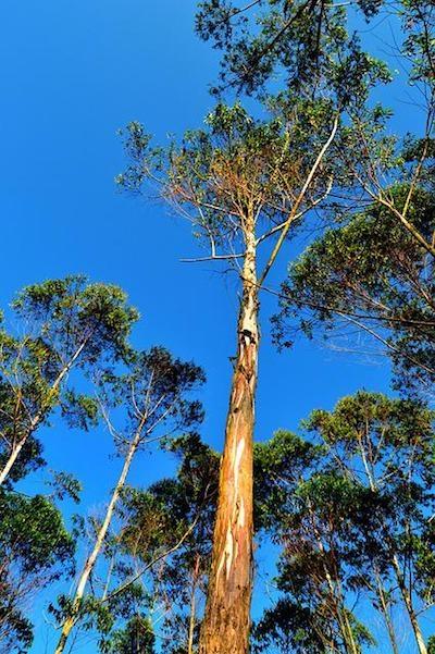 kayu putih arbre