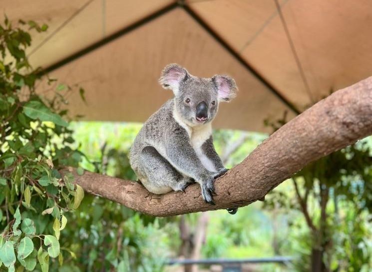 Un koala perché dans un arbre à l'Australia Zoo