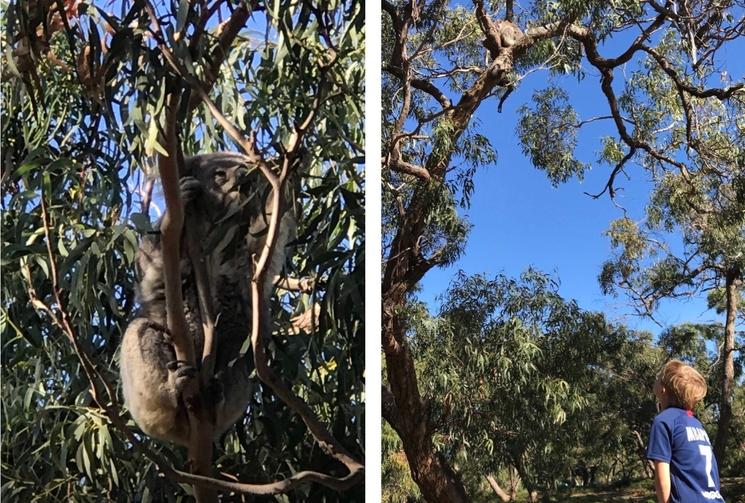 Koala trail de Raymond Island - Un koala éveillé mangeant des feuilles d'eucalyptus ; un enfant observe un koala à quelques mètres de lui