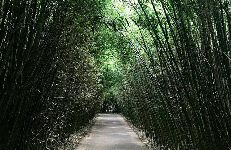 Labyrinthe de bambous Masone