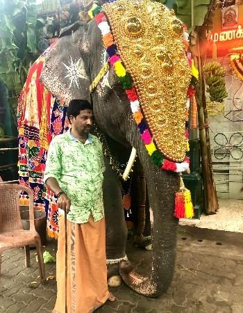 Lakshmi, l'éléphante de Pondichéry, toute harnachée pour parader dans les rues