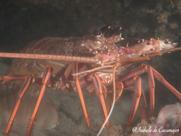 Langouste de roches