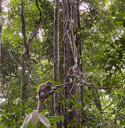 Les macaques de Gunung Leuser