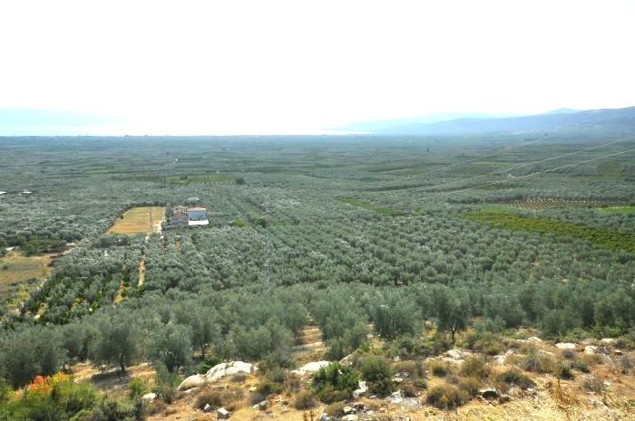 Les oliveraies du lac d'Iznik