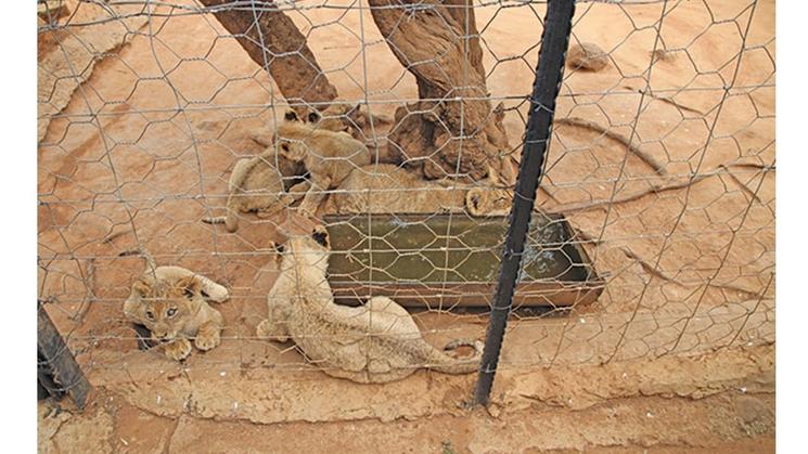 Lionceaux dans un enclos