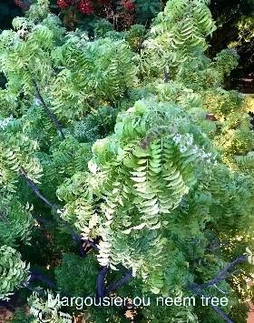 margousier ou neem tree