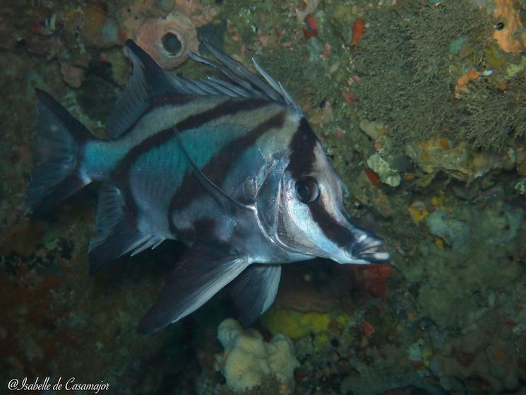 Marmion Reef - Boar fish