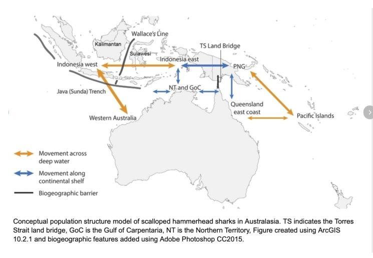 Modèle conceptuel de la structure de la population de requins-marteaux en Australasie