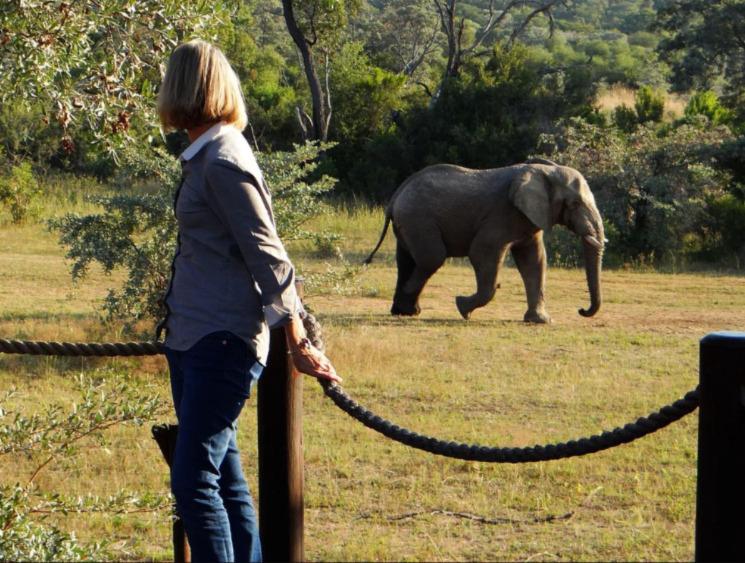 Elephant in front of Metsi Lodge