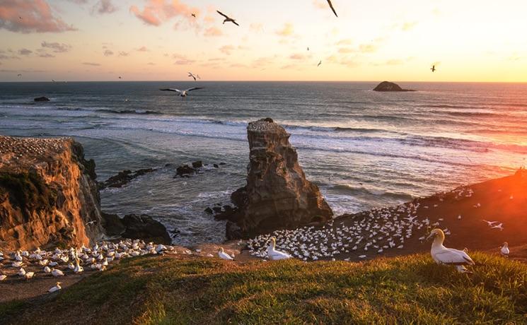 Muriwai beach