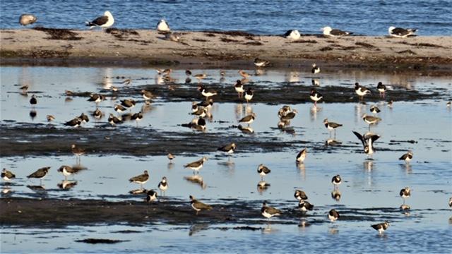 oiseaux migrateurs Nivå Danemark 