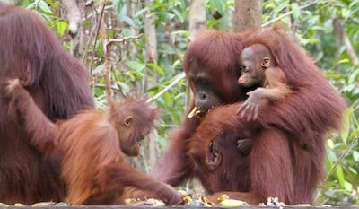 Tanjung Puting orang-outan Borneo