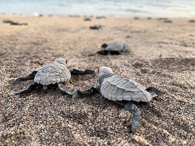 Des tortues olivâtres sur une plage