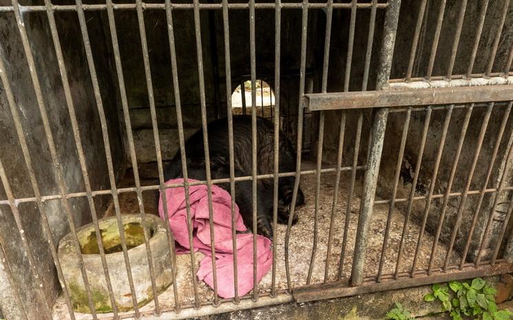 Vue d'un ours abandonne dans une cage au zoo de Phuket