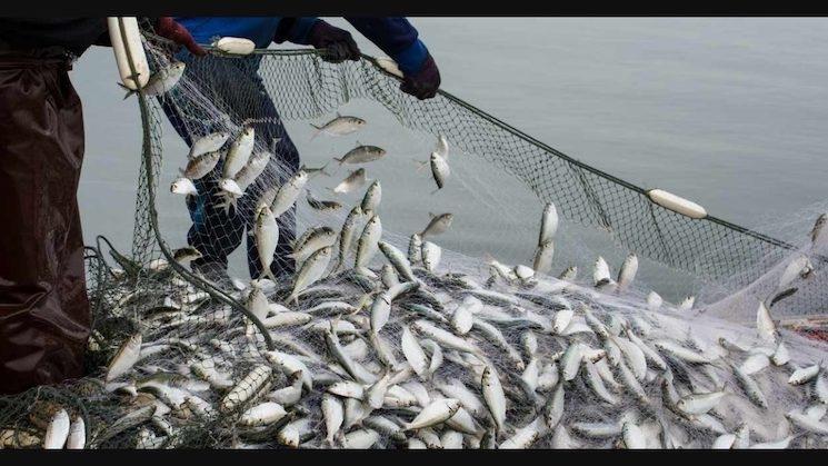 Travail dans le secteur de la pêche