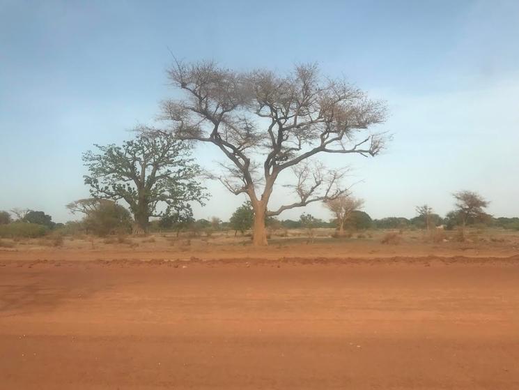 un arbre en afrique