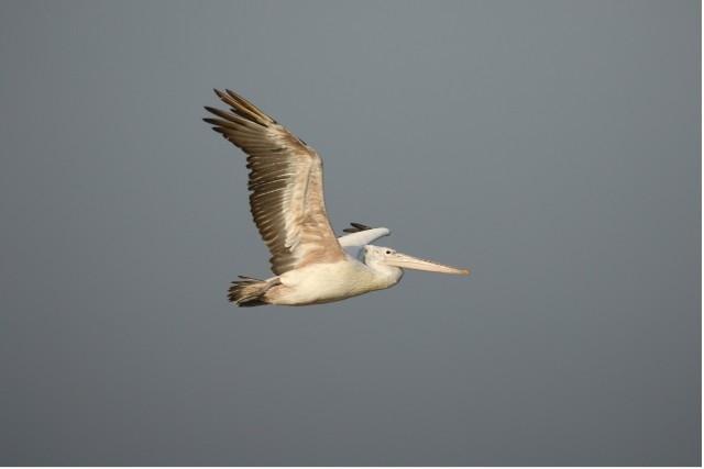 Pélican du lac Pulicat en Inde