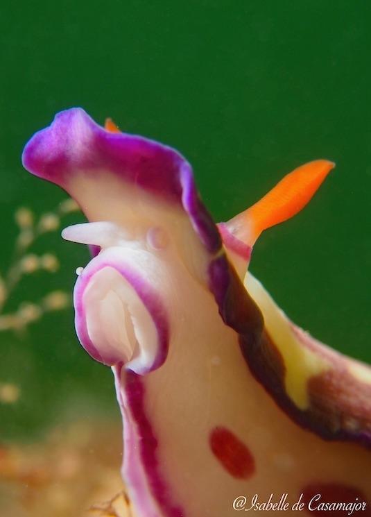 Perth - Nudibranche Red blotched hypselodoris