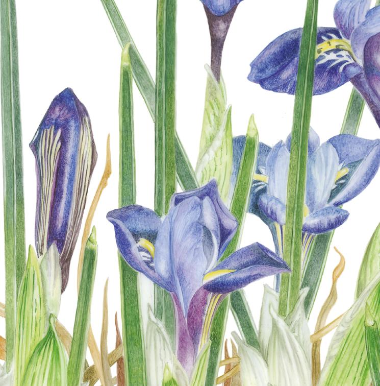 Angela Petrini – Iris germanica ‘Jaquesiana’ · Iris reticulata ‘Harmony’