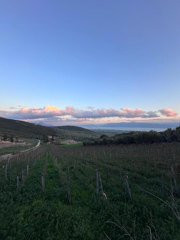 Vignes