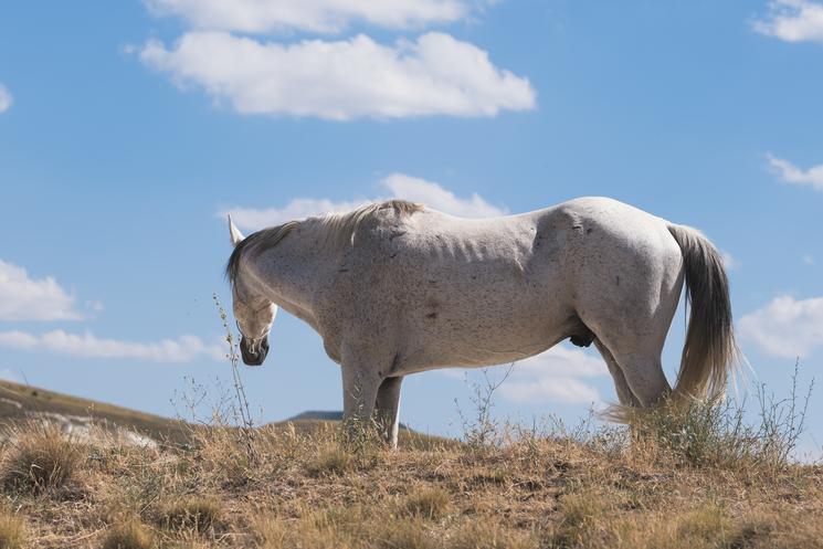 A la rencontre "ranchers" en Cappadoce