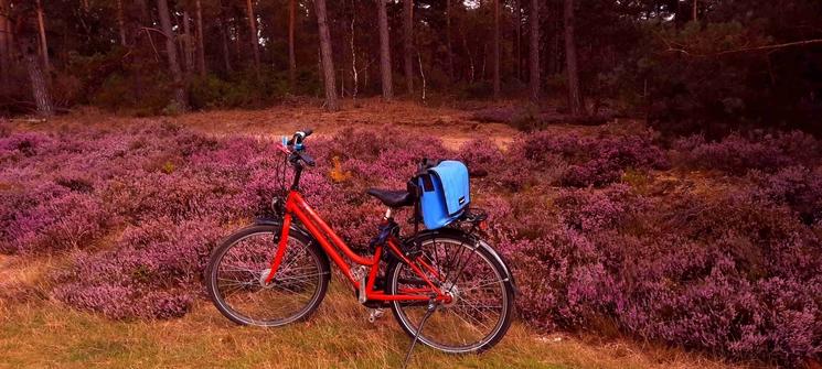 Vélo dans la bruyère (Photo: V. Lacomme)