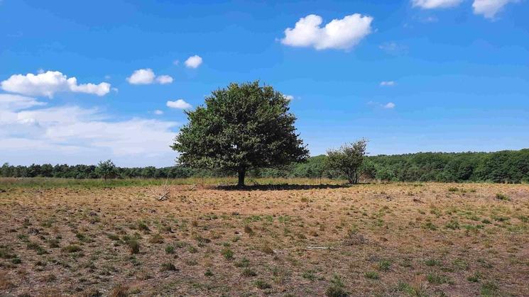 Le Veluwe (Photo: V. Lacomme)