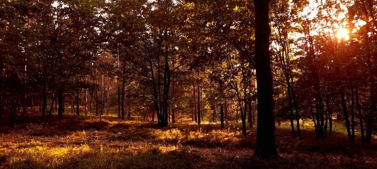 Le Veluwe (Photo: V. Lacomme)