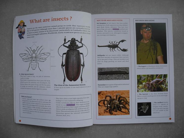 Selon le livre "Insects in Cambodia", il existe plus de 1,5 million d'espèces d'insectes, mais beaucoup d'autres restent à découvrir. Photo : Michelle Vachon