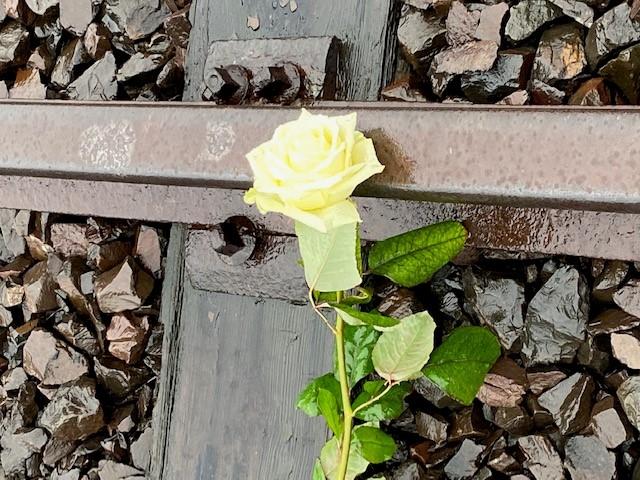 camps Auschwitz rail rose jaune