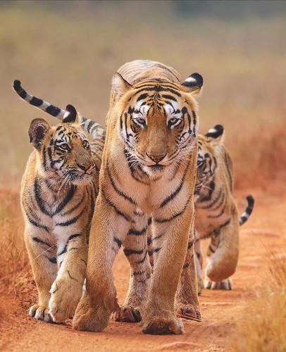 tigres à Ranthambore Inde