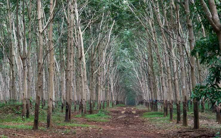 Plantation d-évéa dans le mondolkiri.