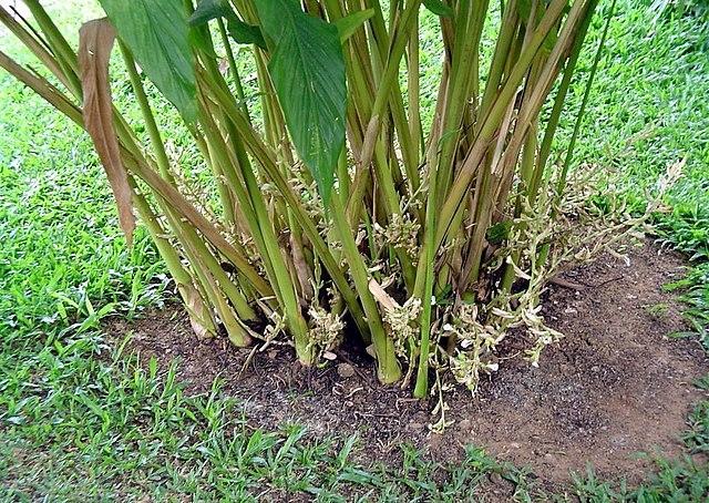 Une plante de cardamome