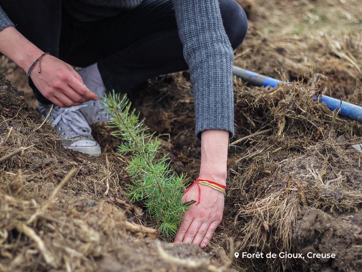 personnne qui plante un arbre