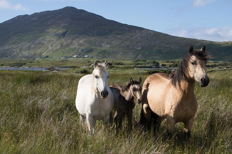 Poneys du Connemara