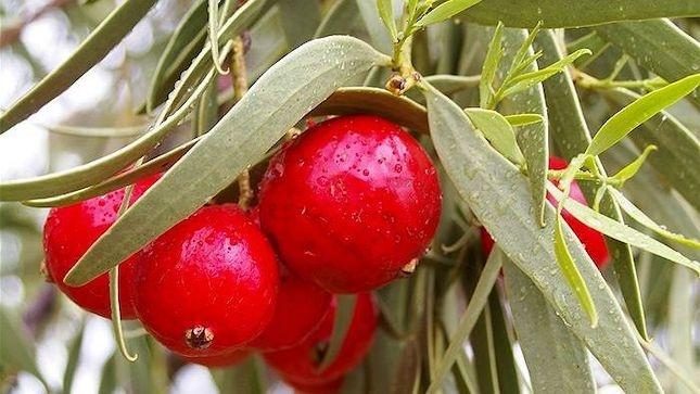 Quandong