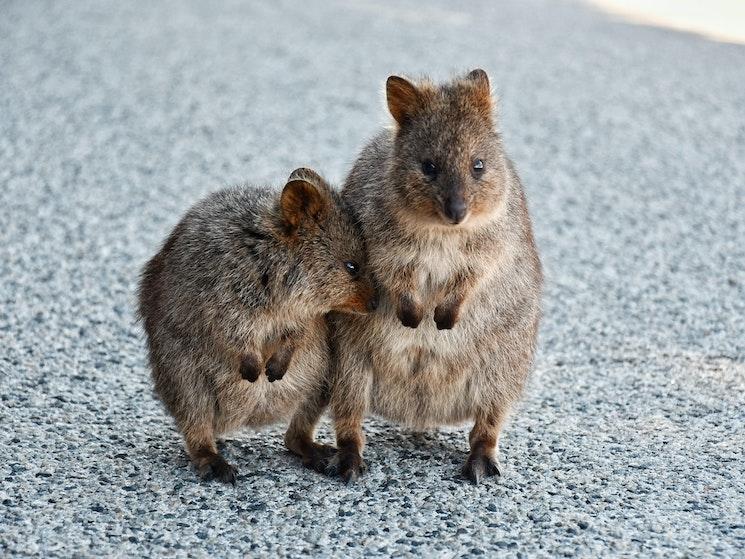 Quokkas à Rottnest island