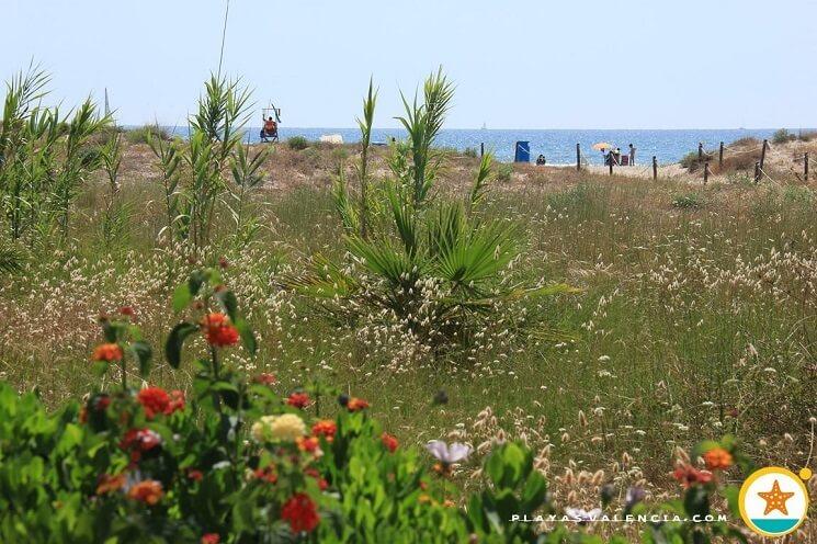 Raco de la Mar - Fleurs