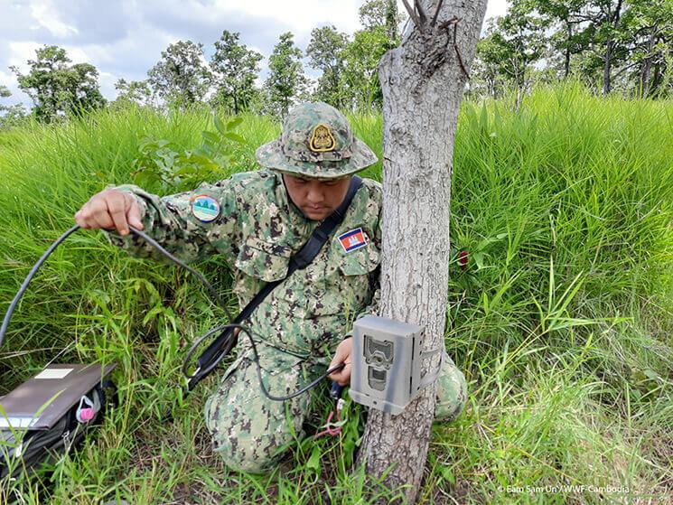 Ranger setting-up camera trap wildlife research ©Eam Sam Un_WWF