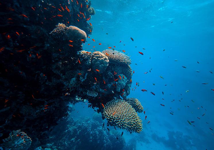 Récif et poissons dans la mer Baltique