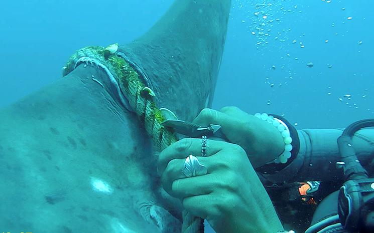 Plongeur en Thailande au secours d'un requin-baleine