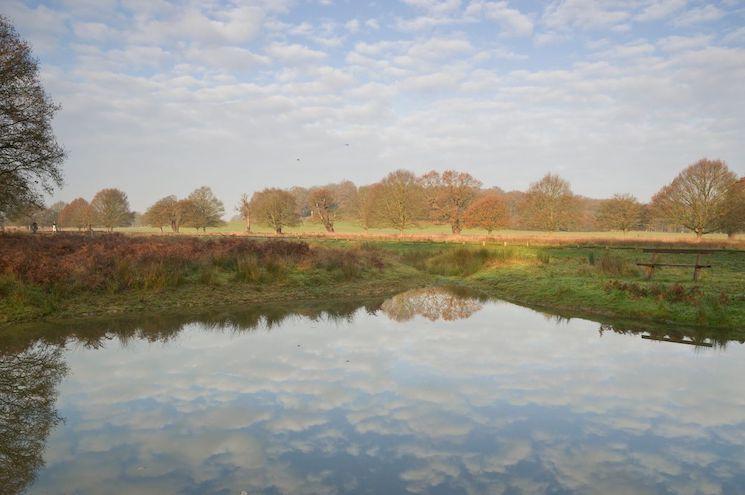 Richmond Park Londres parc grand