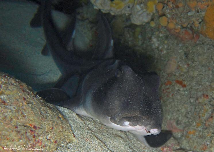 Rottnest - Requin Port Jackson